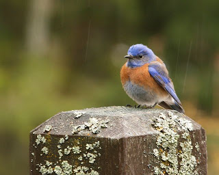 Male bluebird sitting on a wooden post
