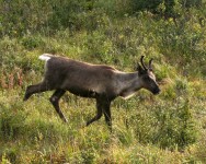 Woodland Caribou