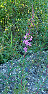 Fireweed