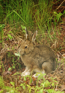 Hare