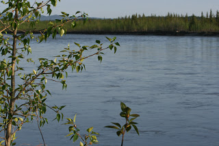 Koyukuk-with-cottonwood