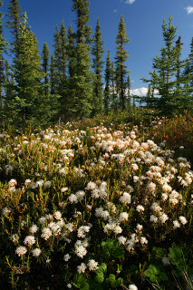 Labrador-Tea-in-tiaga