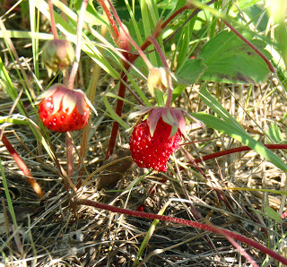 Arctic Strawberries