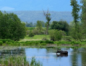 Moose feeding on aquatic plants in pond at Kootenai National Wildlife Refuge