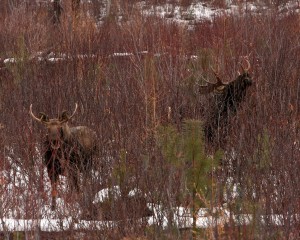 Two bull moose browsing in the Myrtle Creek burn