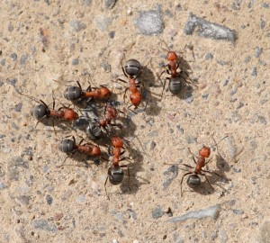 Ants where they should be---outside!