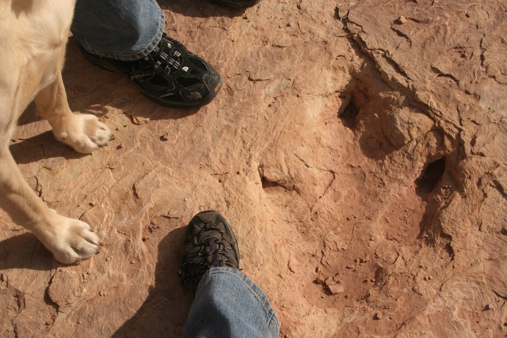 Allosaurus dinosuar track