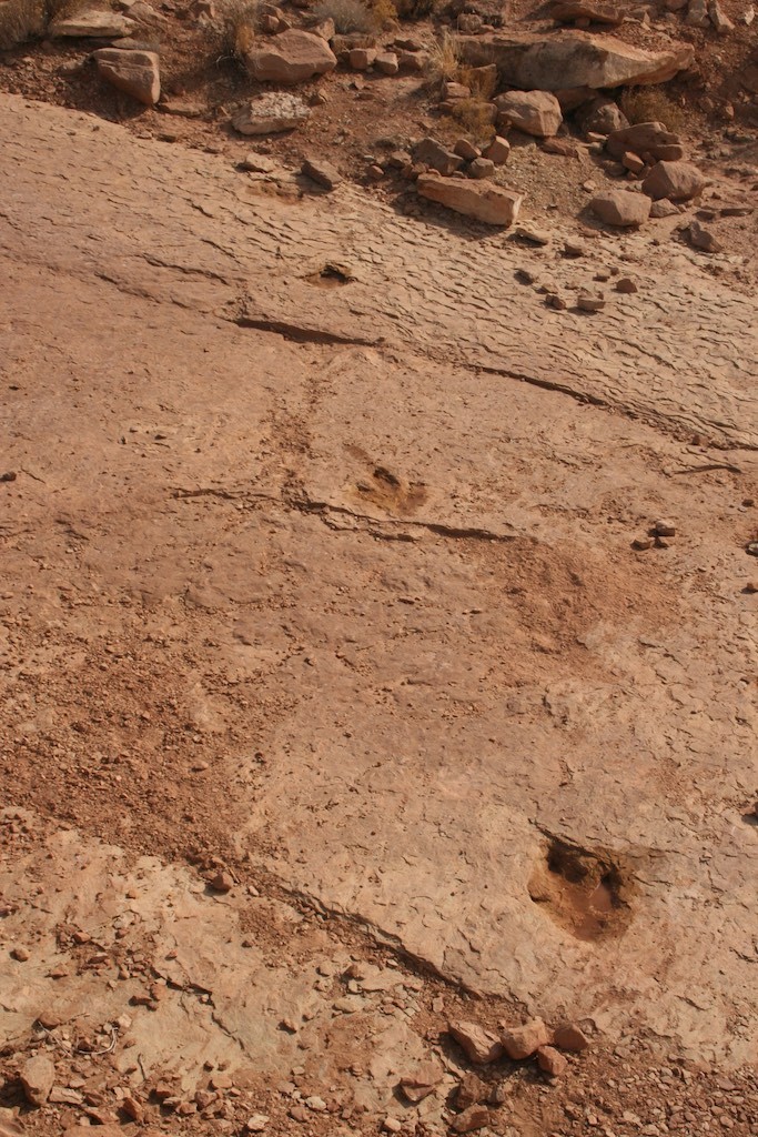 Tracks of an Allosaurus dinosaur across sandstone which was a muddy river bar 150 million years ago.