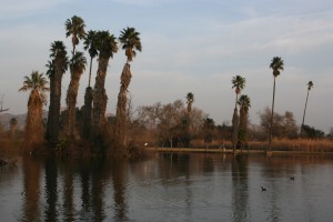 California fan palms at Rancho Jurupa Park, Riverside, California.