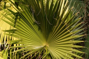Palmate-type frond on California fan palm.