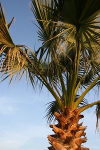 Leaf scars of palm fronds create "bark" of palm tree.