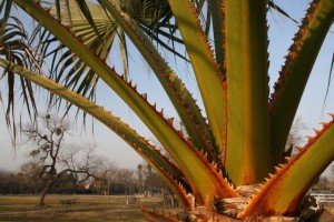 Terminal crown of palm tree (note teeth-like structures on frond stems--they are sharp).