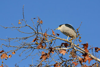 Urban-Wildlife-Black-crowne