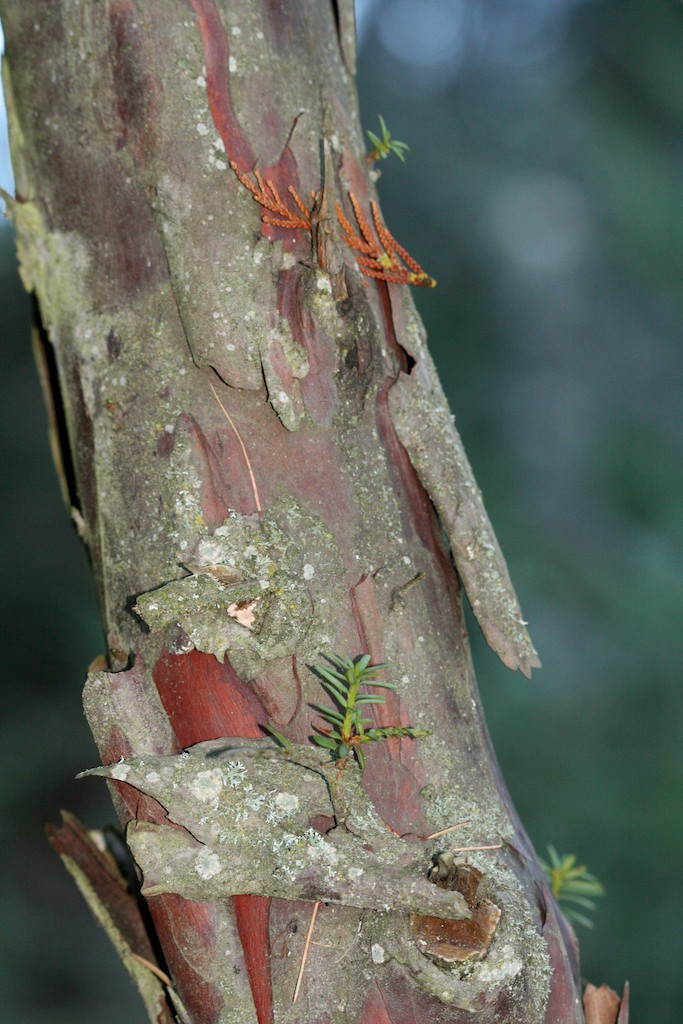 Pacific yew bark