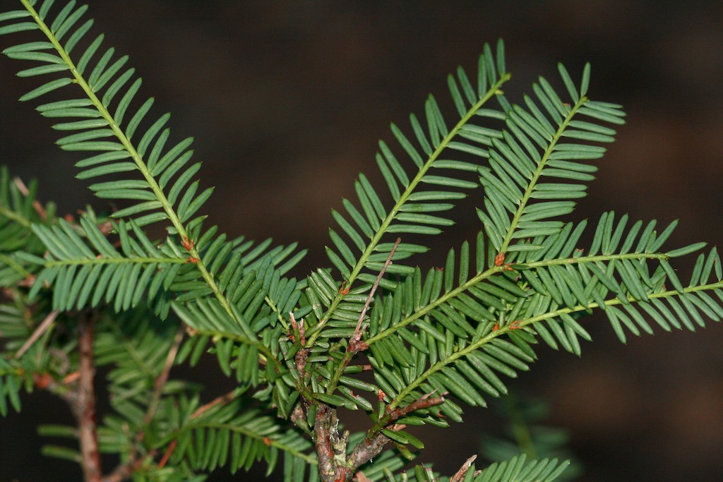 Pacific yew foliage