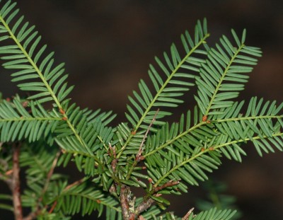 Pacific Yew: Thriving in the shadows of towering conifers