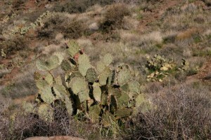 Prickly pear cactus