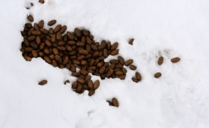 A large pile of moose droppings next to where a moose laid down in the snow