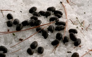 Deer scat in winter is more pellet-like than summer scat