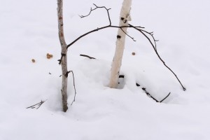 A few pellets left behind by a snowshoe hare feeding on twigs