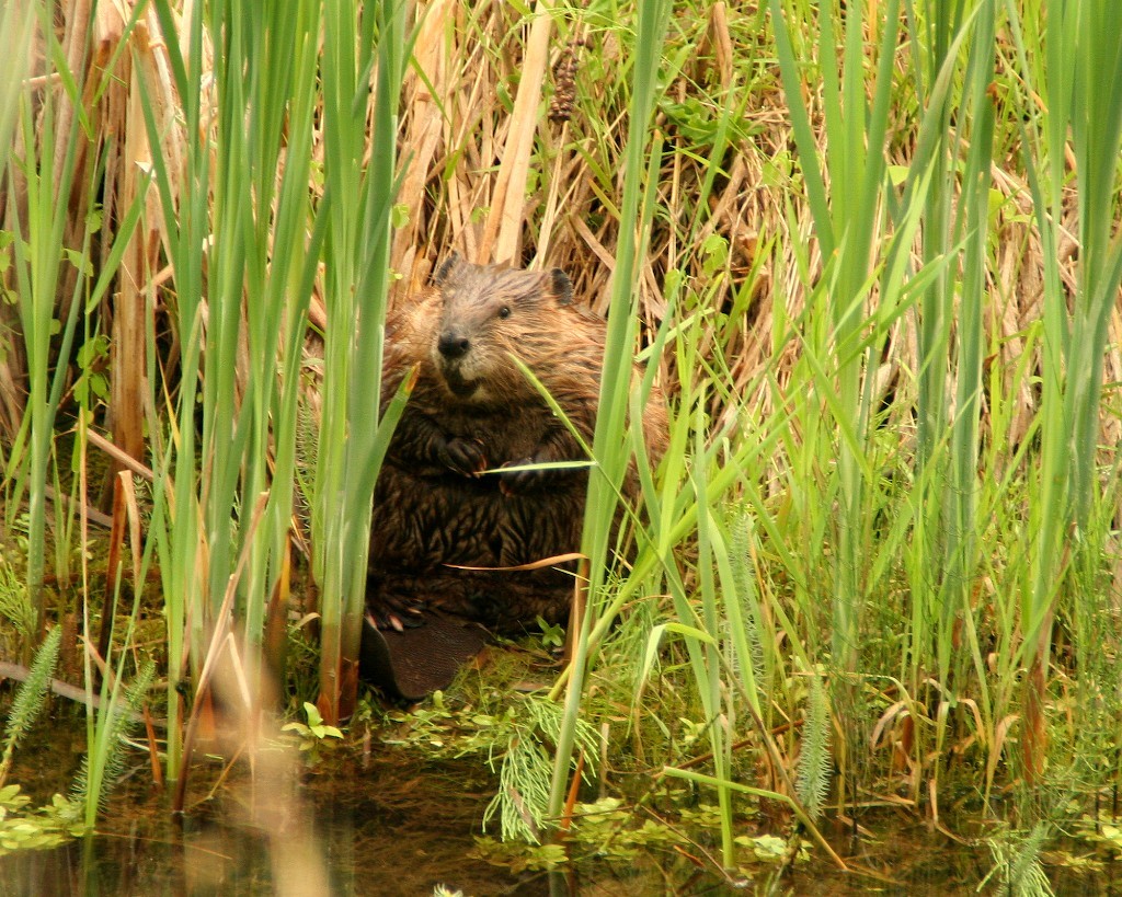 Beaver sitting on edge of water amidst sedges.