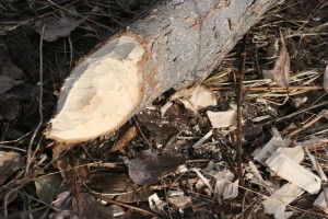 Tree felled by beaver with characteristic gnawing pattern.