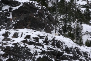 A mountain's goat cream-colored fur camouflages it well against the snow