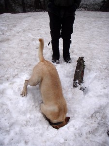 Snow doesn't hamper a dog's nose