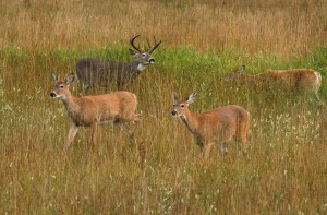 A white-tailed buck displays its antlers to impress females and to fend off rivals.