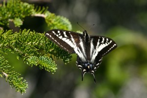 Swallowtail butterflies have the slowest wingbeat of all insects--five beats per second