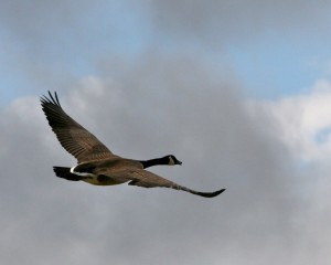 Canada Goose