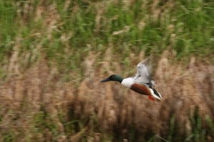 Northern Shoveler