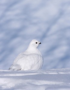 Ptarmigan with their white feathers blend easily into a snowy landscape.