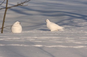 Ptarmigan walk across the snow instead of flying when feeding.