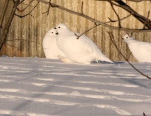 Feathers on the ptarmigan's feet act as snowshoes.