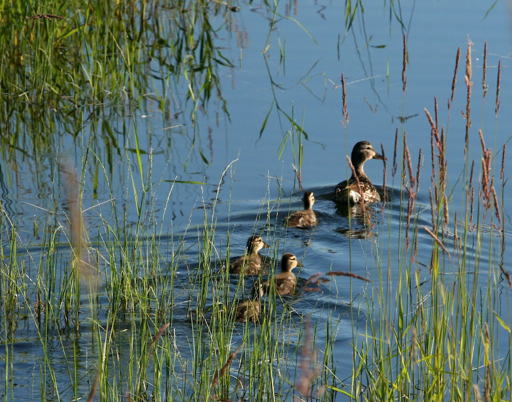 A mother duck with four ducklings behind her on a pond.