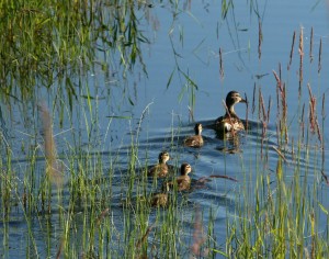 Duckling are born precocial (ready to follow mom)
