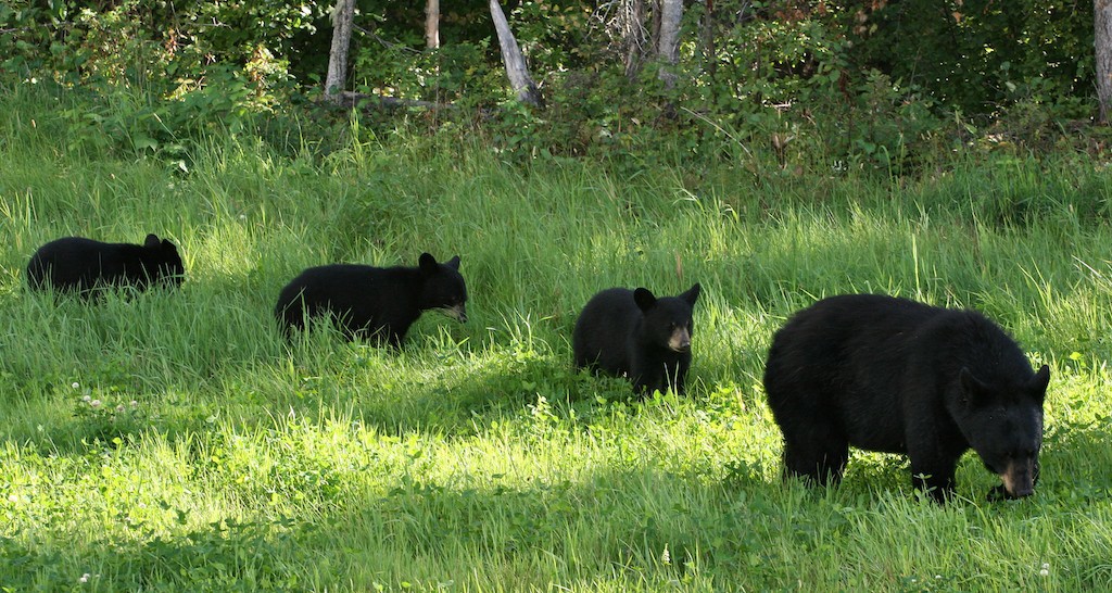 A mother black bear followed by three black bears in a grassy meadow.