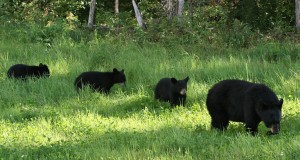 Black bear cubs are altricial at birth and stay with their mother for two to three years
