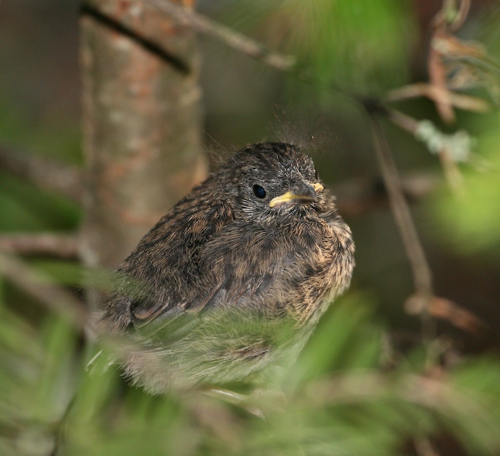 Juncos are born altricial (totally helpless) like this downy junco.