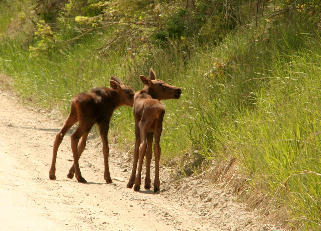 Two young moose calves on the side of a road.