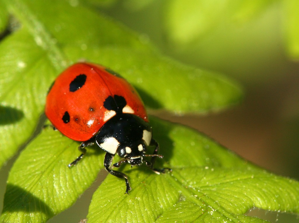 Seven-spotted ladybug on a fern frond