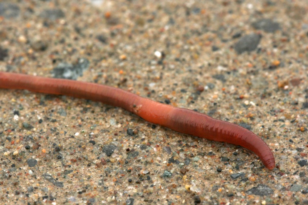 An earthworm moving across gravel.