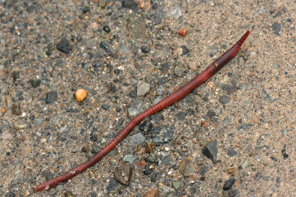 The clitellum is not visible on immature earthworms such as this one. 