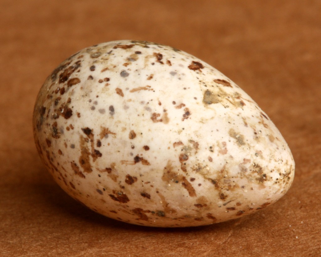 A cliff swallow egg that is creamy colored with varying shades of brown speckles.