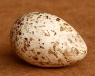 Bird egg