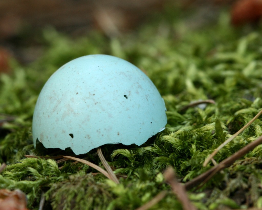 Half a blue bird egg laying in the moss.