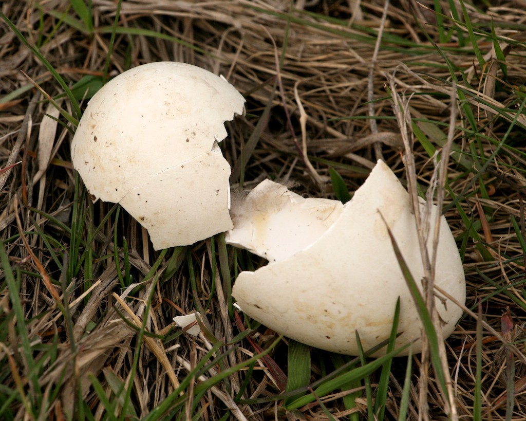 A broken white bird egg in the grass.