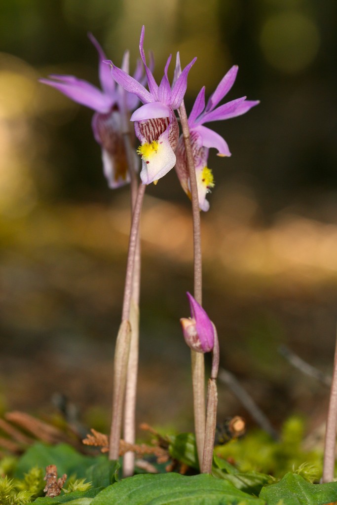 Eastern Fairy Slipper