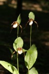 Orchid-Mountain Lady Slipper 125